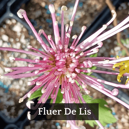 Mid Bloomer Chrysanthemum Mix