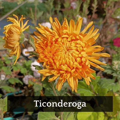 Autumn Colors Chrysanthemum Mix