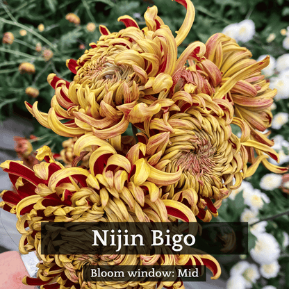 Autumn Colors Chrysanthemum Mix