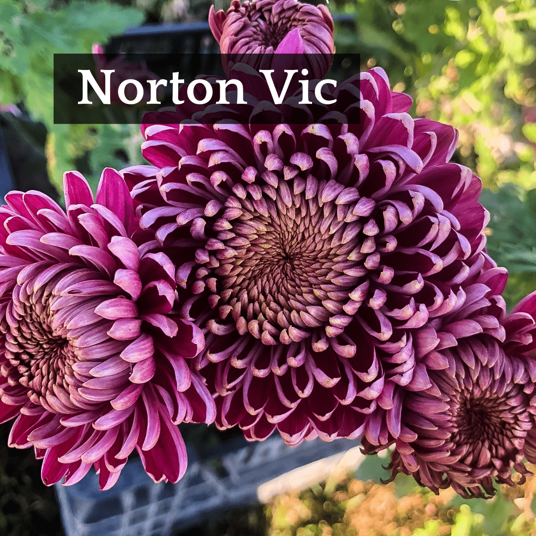 Football Mum Chrysanthemum Mix