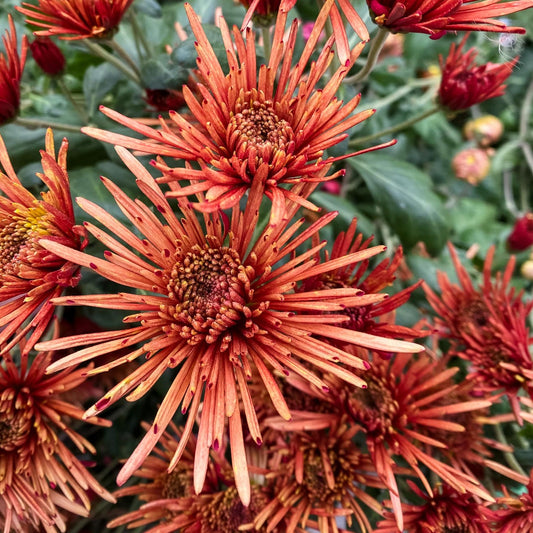 Oberlin Chrysanthemum - Pack of 4