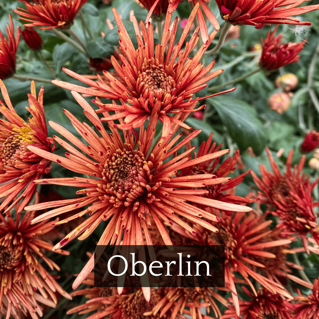 Mid Bloomer Chrysanthemum Mix