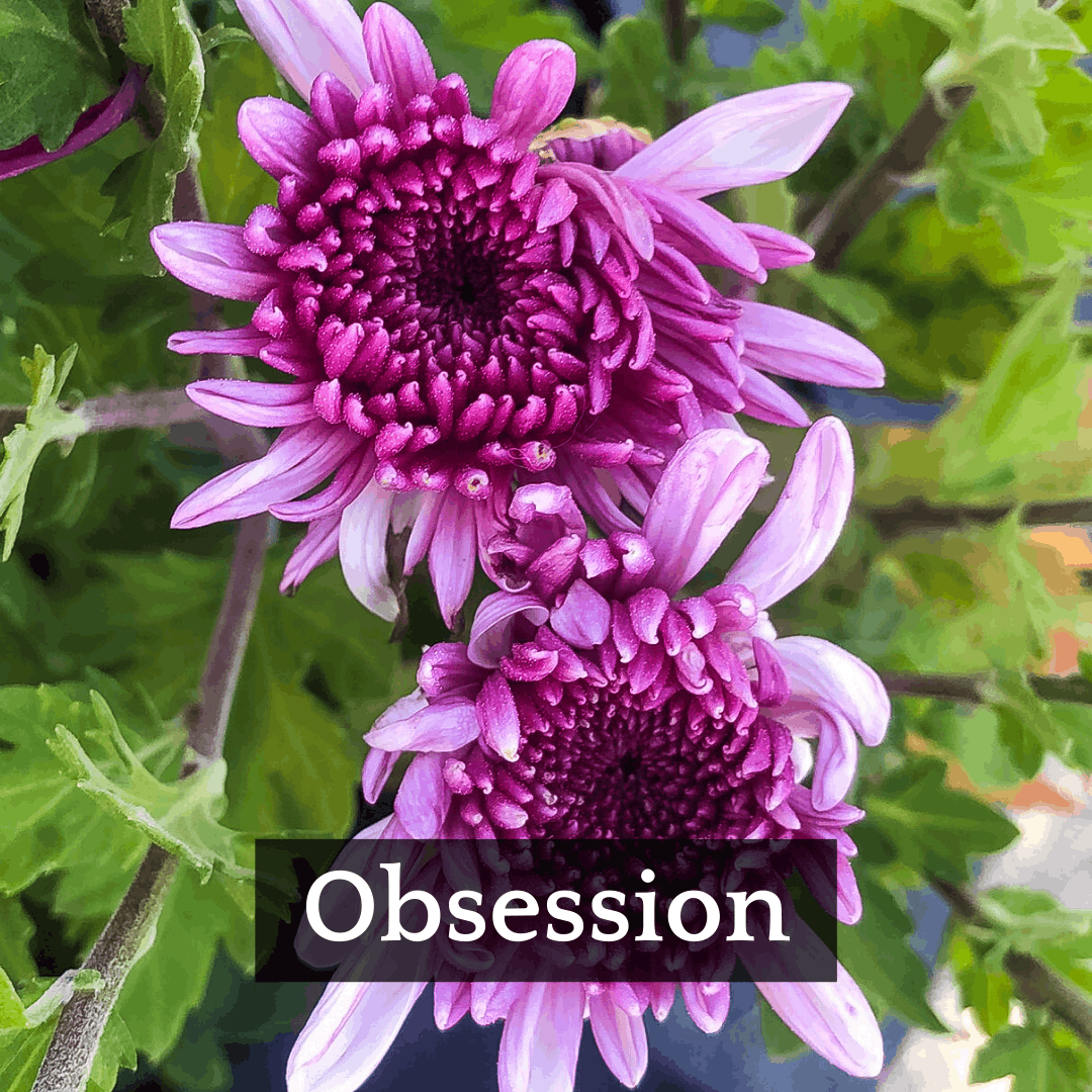 Late Bloomer Chrysanthemum Mix