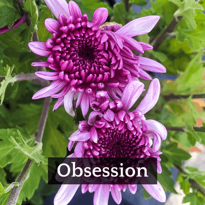 Late Bloomer Chrysanthemum Mix