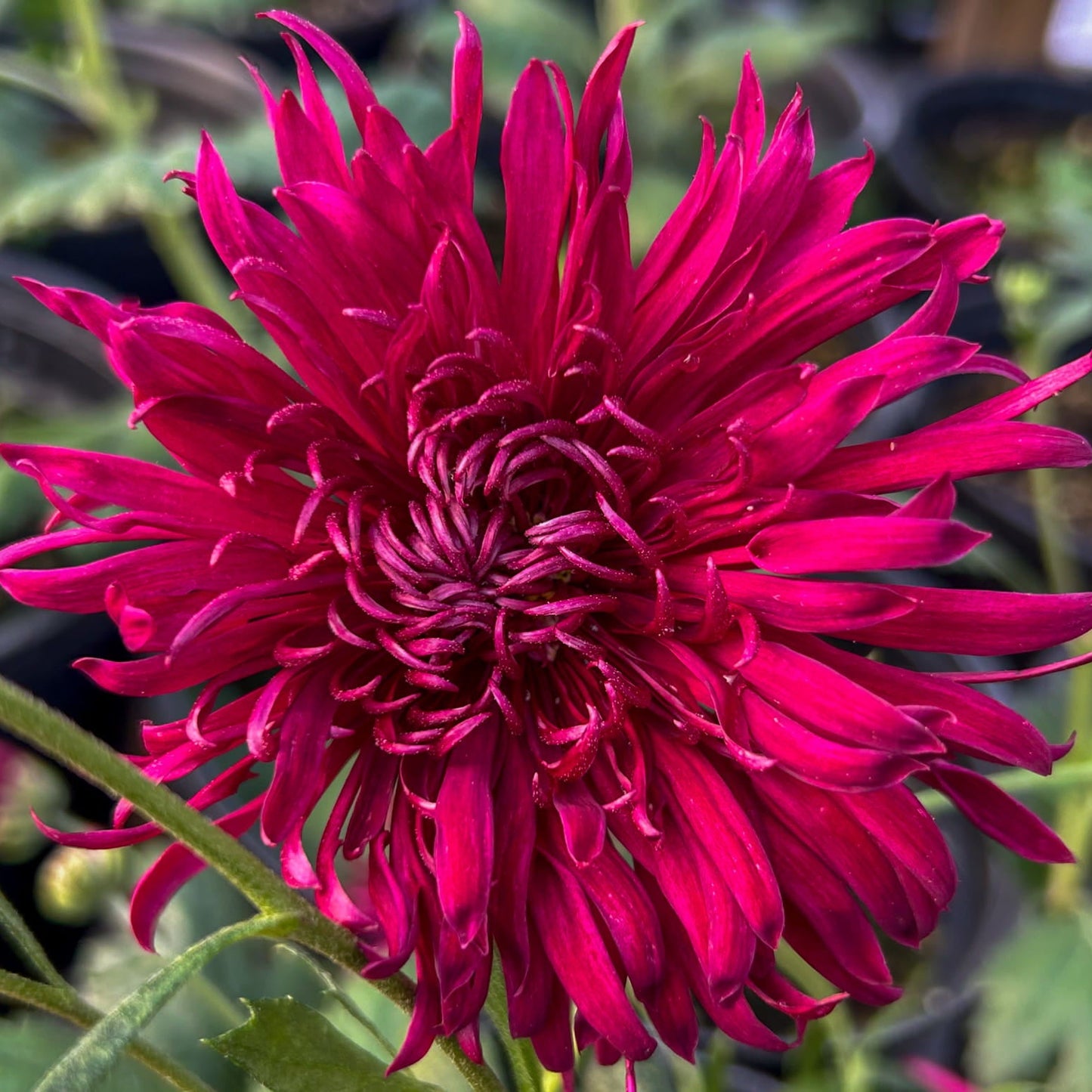 Oriental Knight Chrysanthemum - Pack of 4