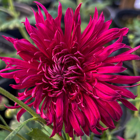 Oriental Knight Chrysanthemum - Pack of 4