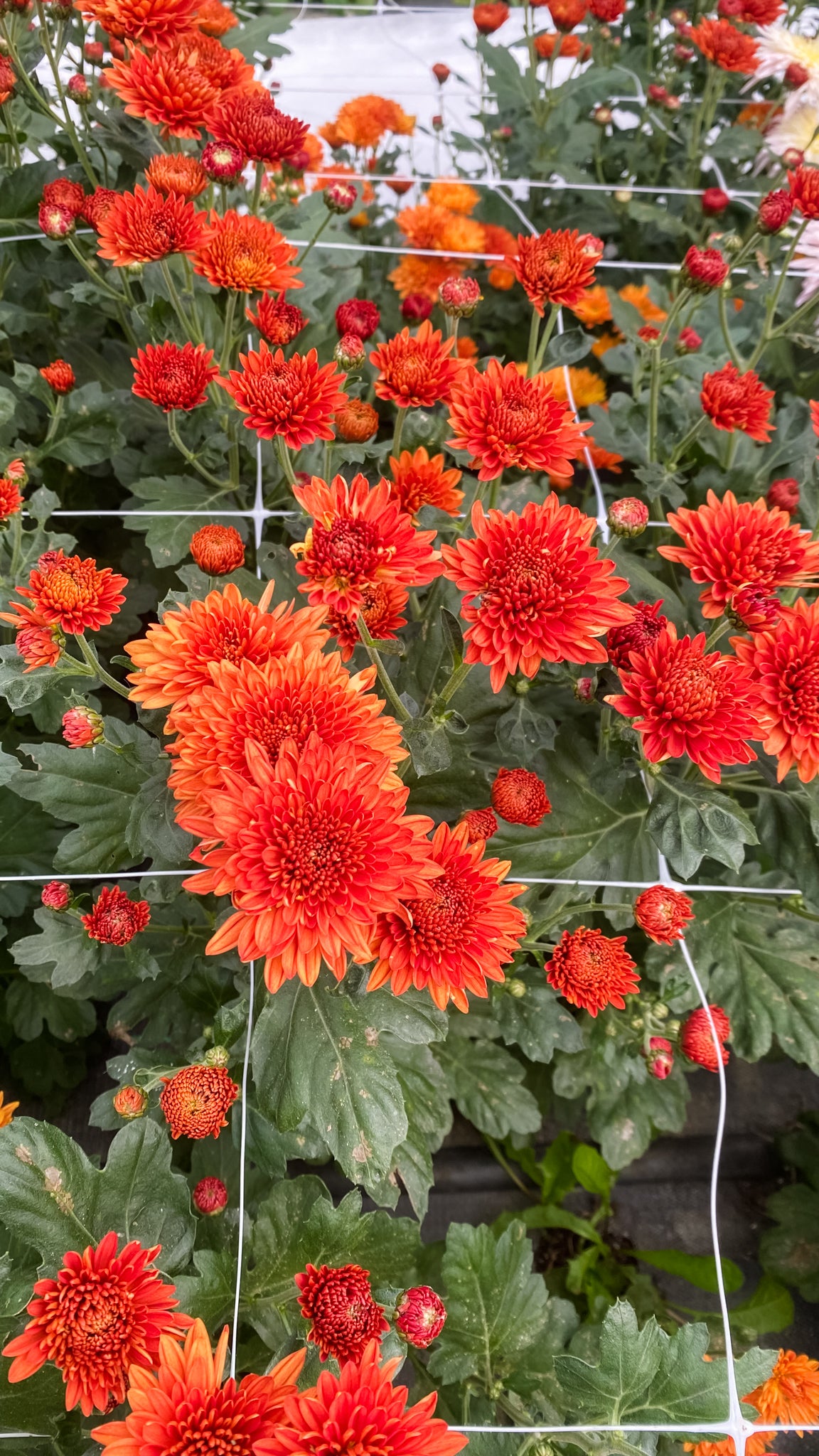 Autumn Colors Chrysanthemum Mix