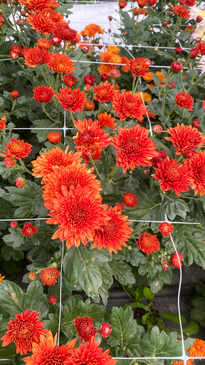 Autumn Colors Chrysanthemum Mix