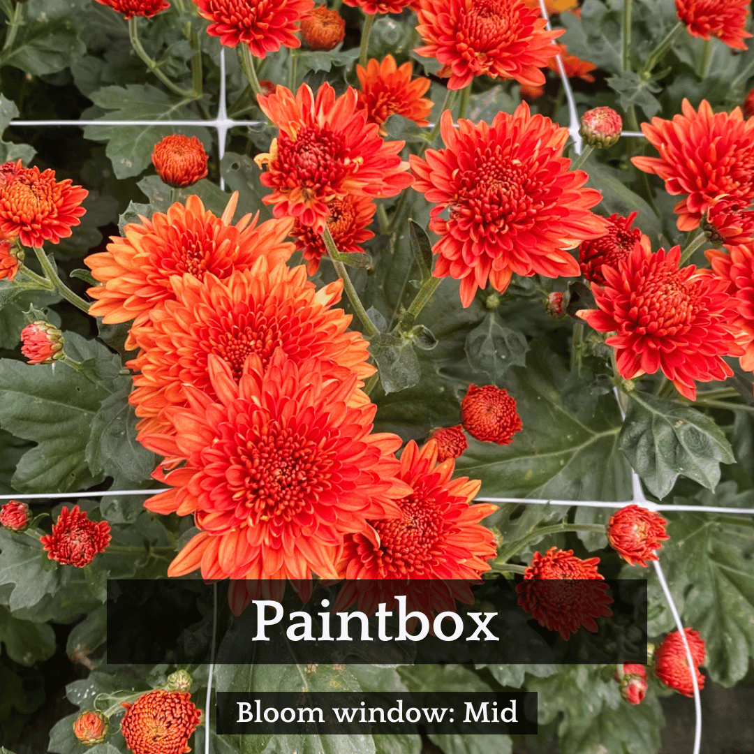 Autumn Colors Chrysanthemum Mix