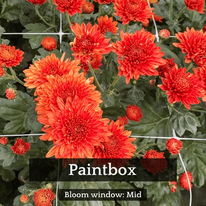 Autumn Colors Chrysanthemum Mix