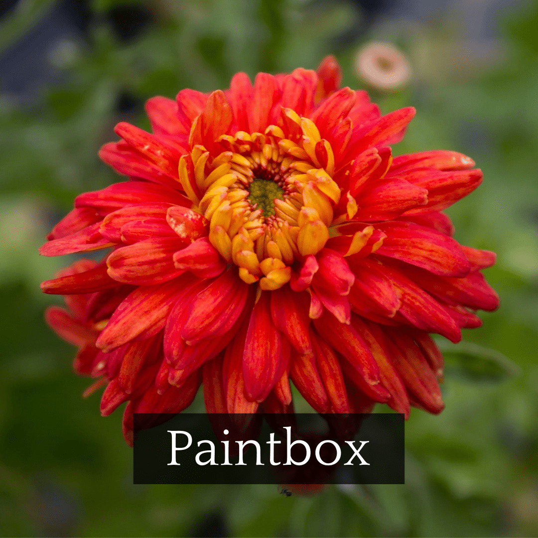 Autumn Colors Chrysanthemum Mix