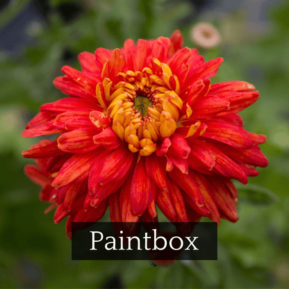 Autumn Colors Chrysanthemum Mix