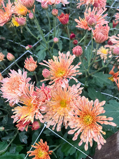 Peach Centerpiece Chrysanthemum - Pack of 4