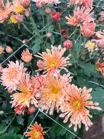 Peach Centerpiece Chrysanthemum