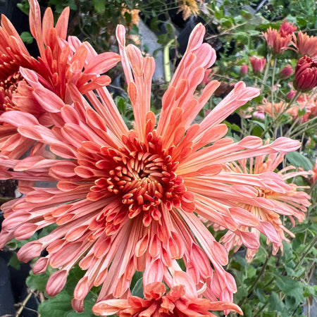Peach Centerpiece Chrysanthemum