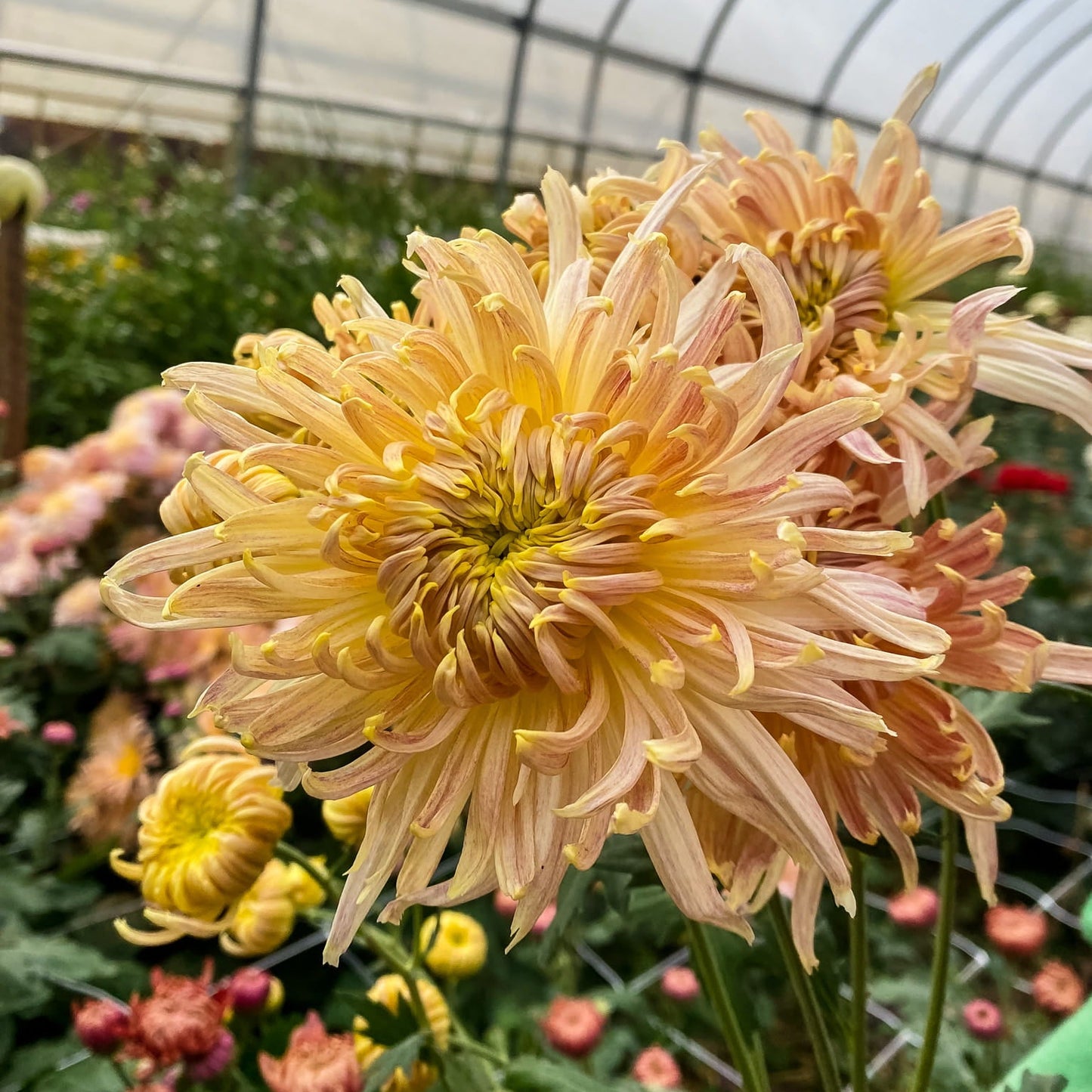 Peach John Wingfield Chrysanthemum - Pack of 4