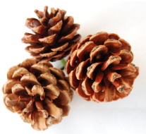 Evergreen Deluxe Wreath
