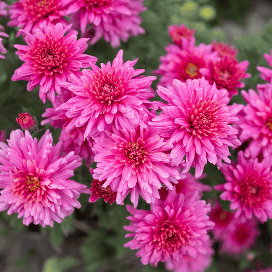 Pink Cadillac Chrysanthemum (4 pk)