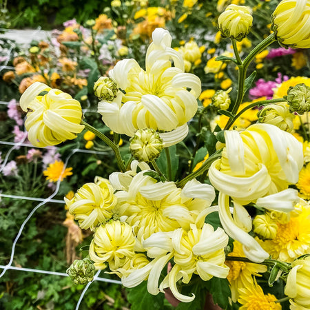 Primrose Mt. Shasta Chrysanthemum