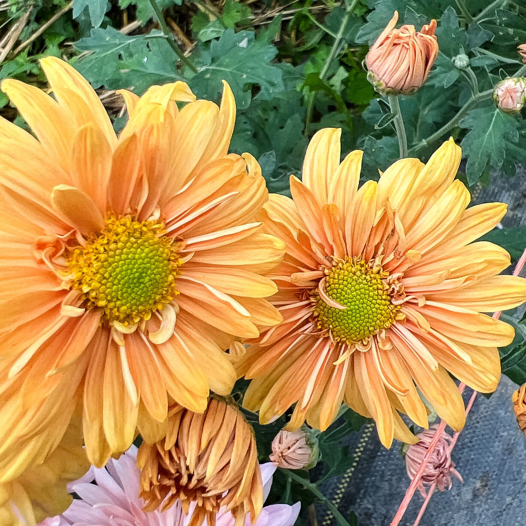 Prom King Chrysanthemum Harmony Harvest Farm