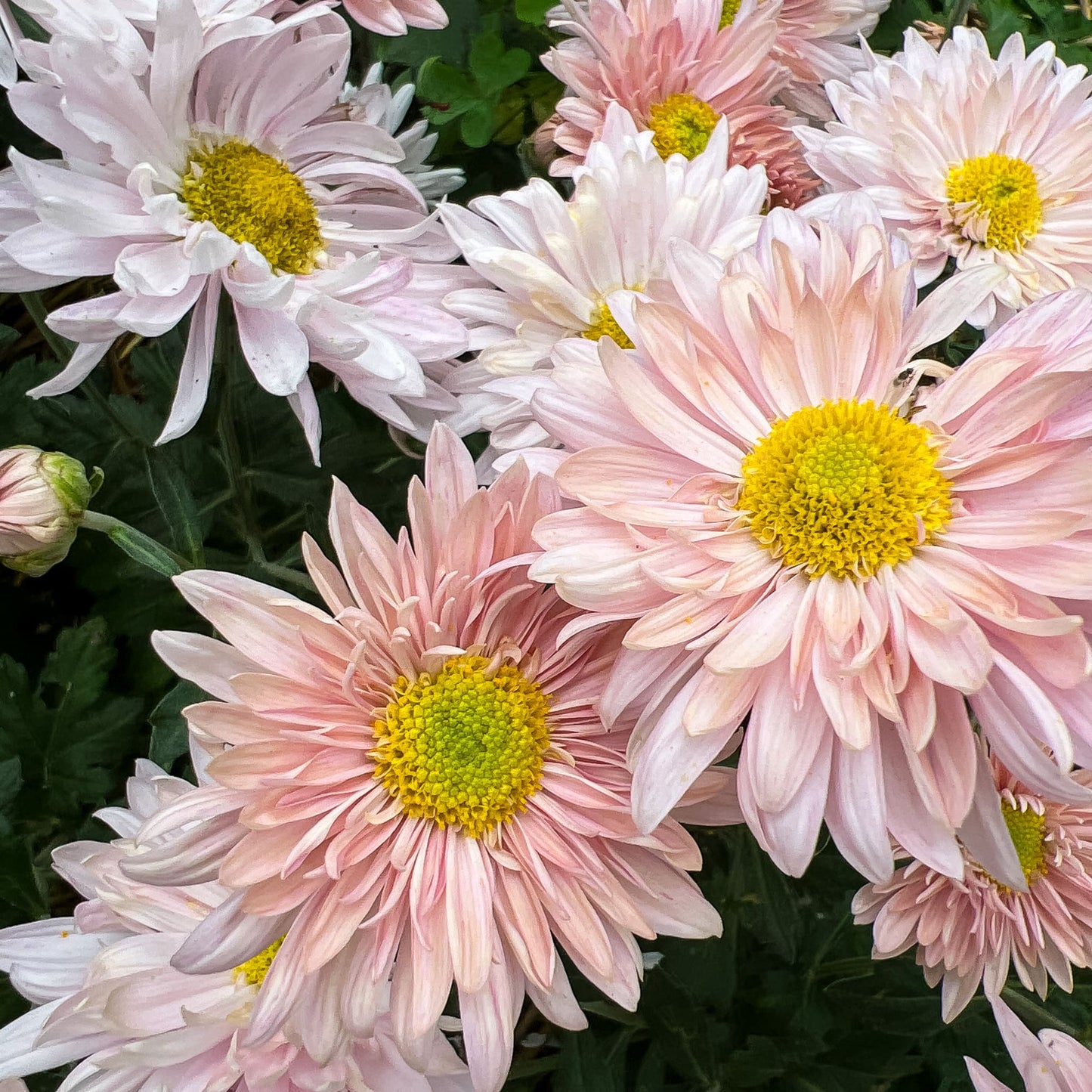 Prom Queen Chrysanthemum (4 pk)