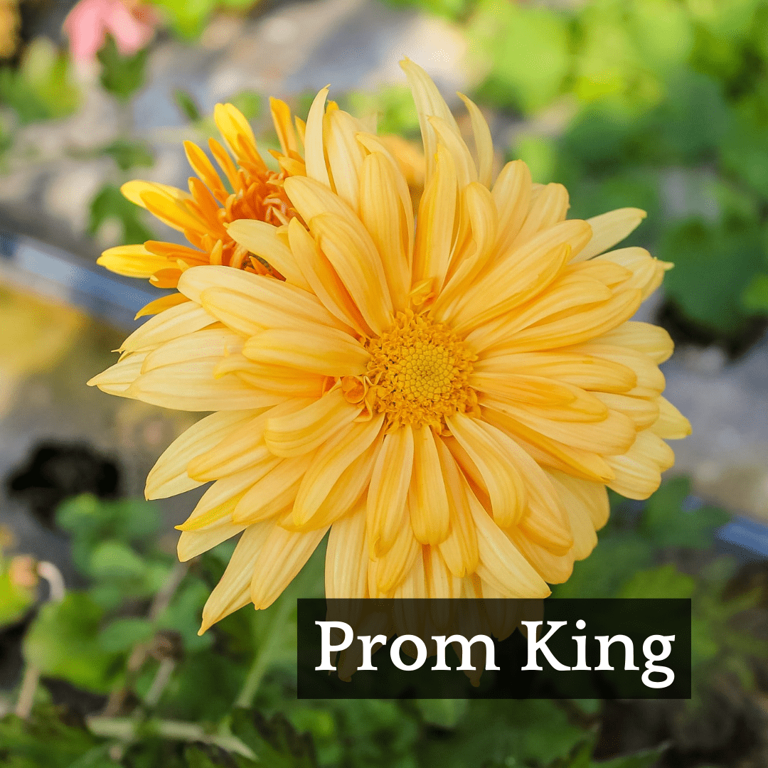 Autumn Colors Chrysanthemum Mix