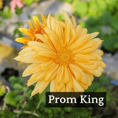 Autumn Colors Chrysanthemum Mix
