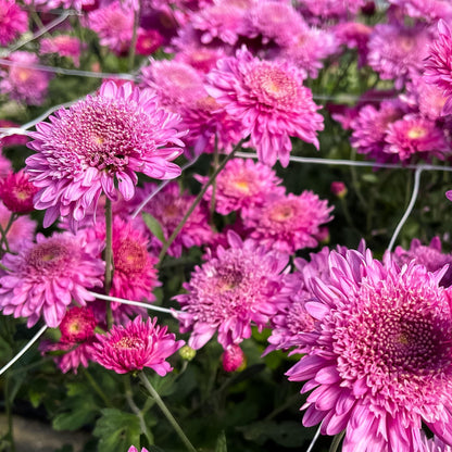 Purple Light Chrysanthemum - Pack of 4