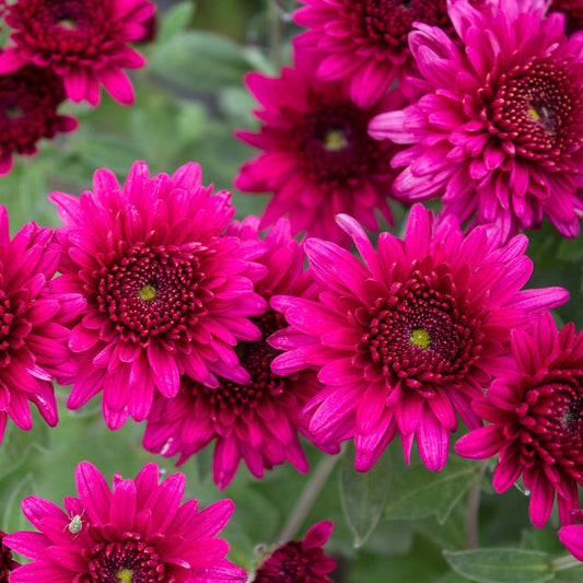 Purple Pride Chrysanthemum - Pack of 4