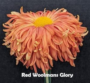 Woolman's Red Glory Chrysanthemum - Pack of 4