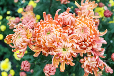 River City Chrysanthemum