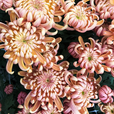 River City Chrysanthemum