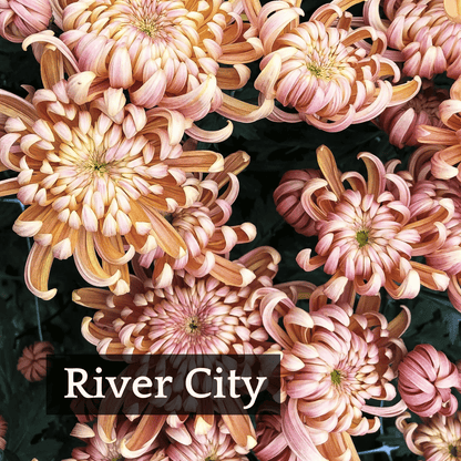 Autumn Colors Chrysanthemum Mix