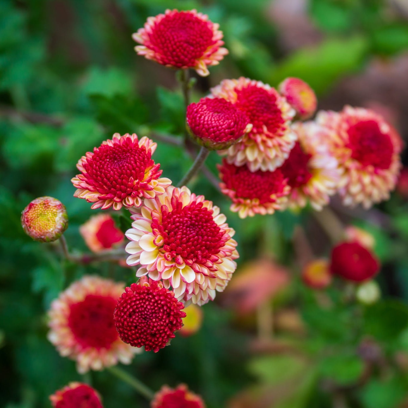 Sally Chrysanthemum - Pack of 4