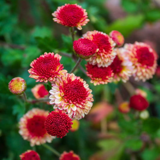 Sally Chrysanthemum - Pack of 4
