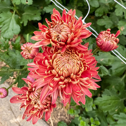 Salmon Fairweather Chrysanthemum - Pack of 4