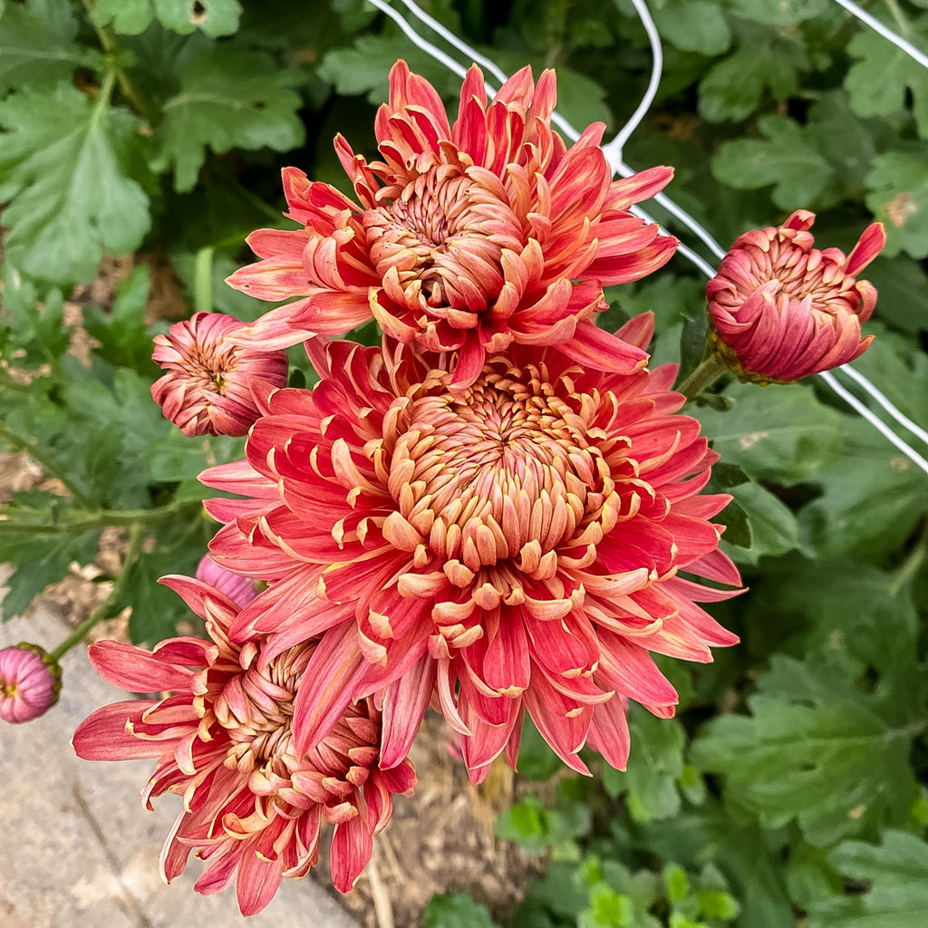 Salmon Fairweather Chrysanthemum (4 pk) Harmony Harvest Farm