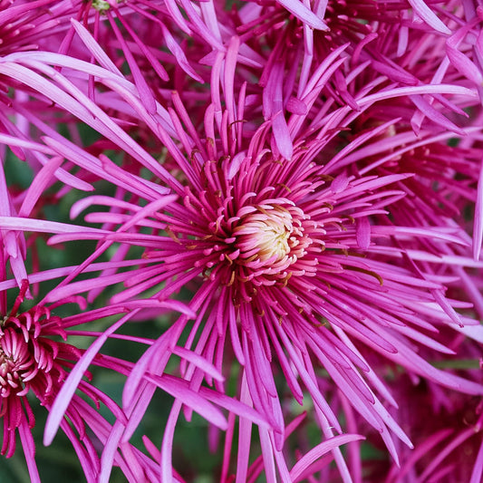 Seaton's Ashleigh Chrysanthemum - Pack of 4