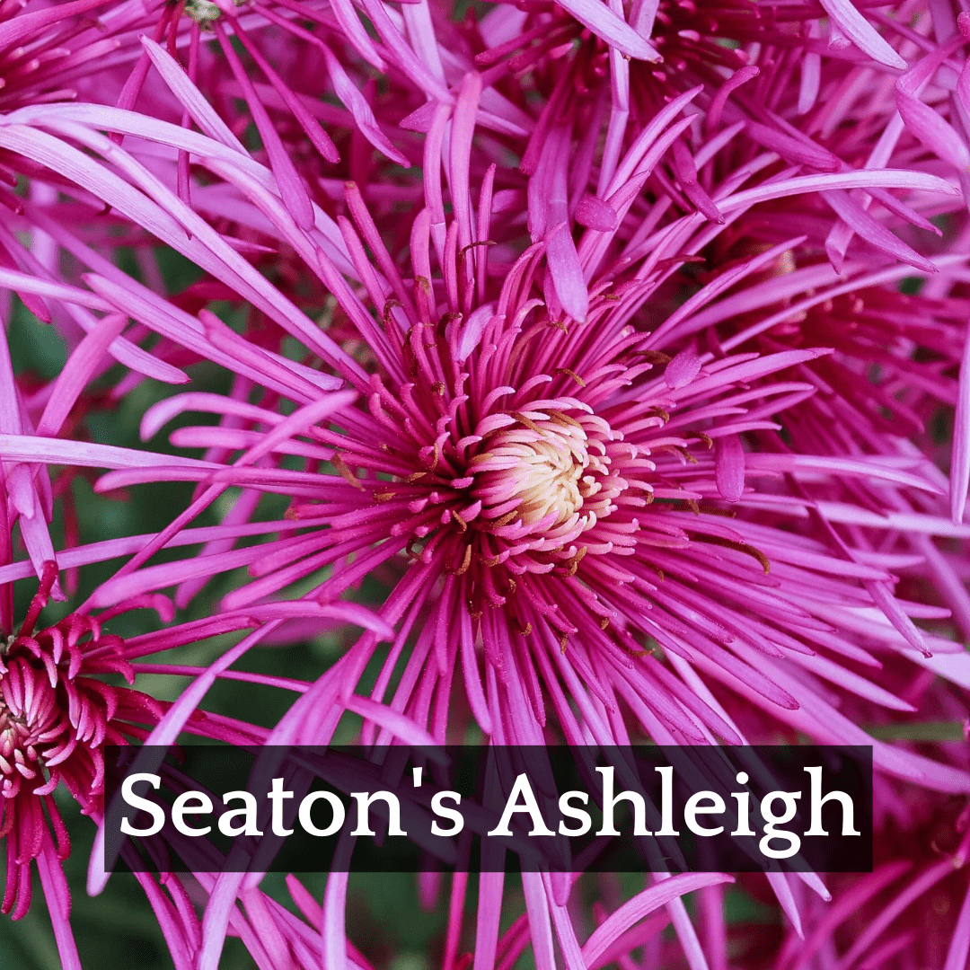 Late Bloomer Chrysanthemum Mix