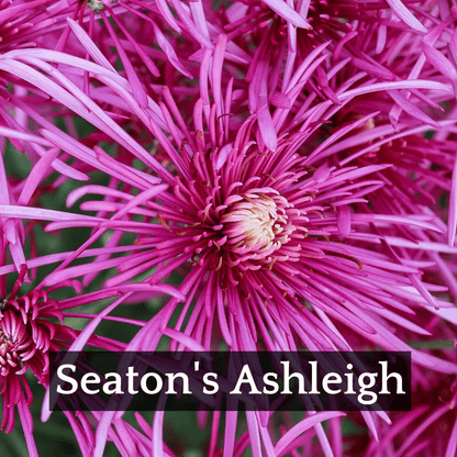Late Bloomer Chrysanthemum Mix