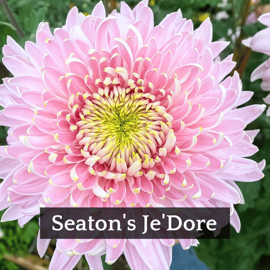 Mid Bloomer Chrysanthemum Mix
