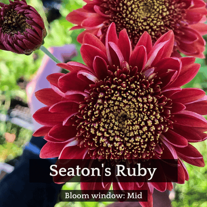 Autumn Colors Chrysanthemum Mix