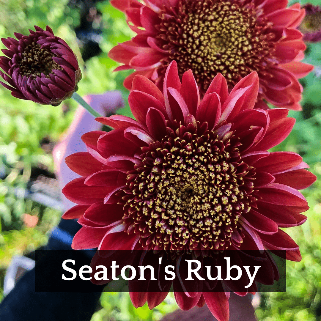 Late Bloomer Chrysanthemum Mix