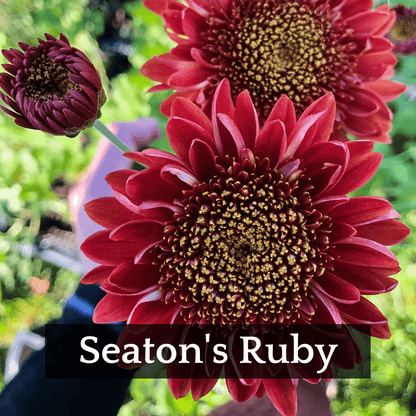Late Bloomer Chrysanthemum Mix
