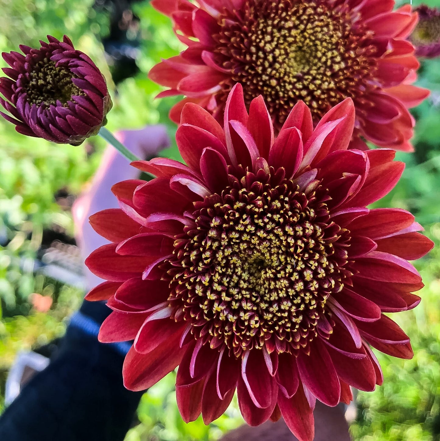 Seaton's Ruby Chrysanthemum - Pack of 4