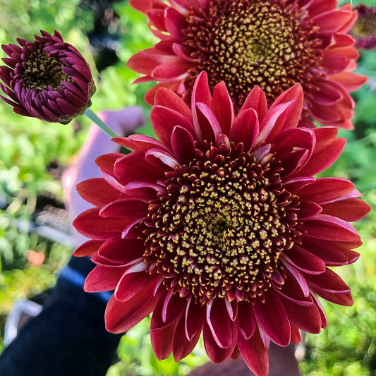 Seaton's Ruby Chrysanthemum - Pack of 4