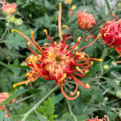 Senkyo Kenshin Chrysanthemum - Pack of 4