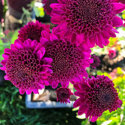Shock Chrysanthemum - Pack of 4