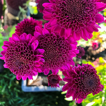 Shock Chrysanthemum