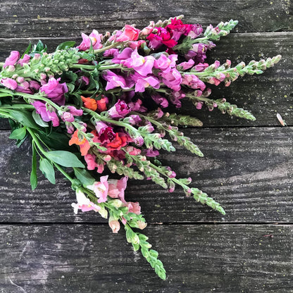 The Snapdragon Bulk Box